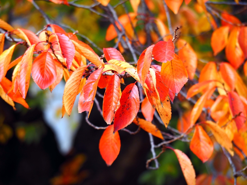 1049_弘前公園_青森