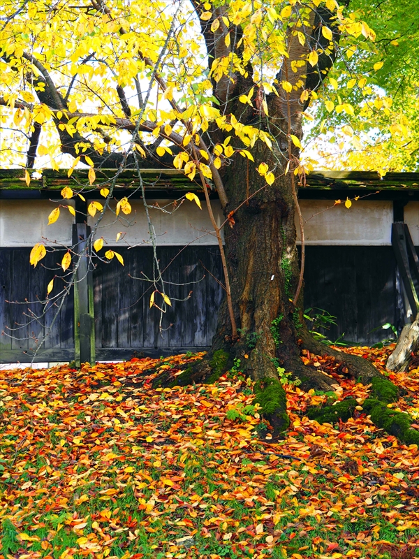 1050_弘前公園_青森