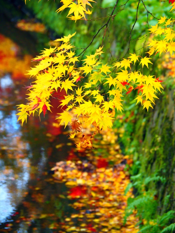 1073_弘前公園_青森