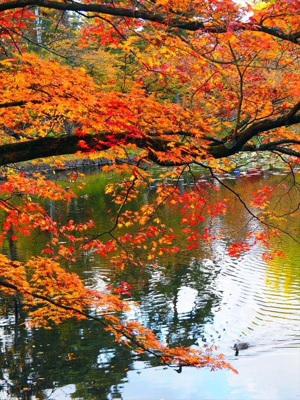 1080_弘前公園_青森