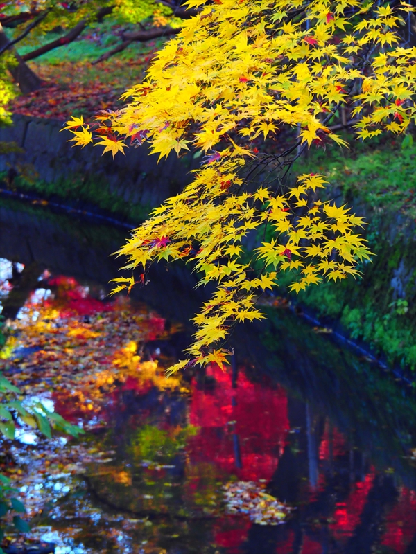 1091_弘前公園_青森