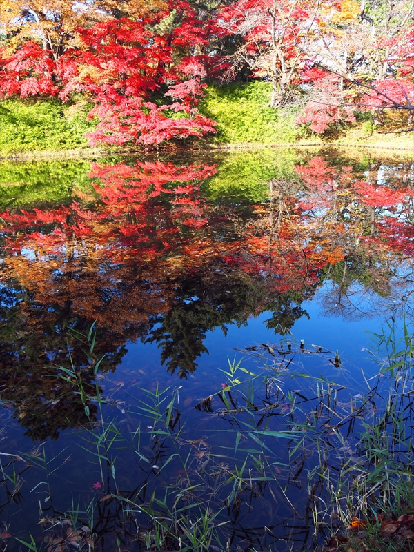 1094_弘前公園_青森