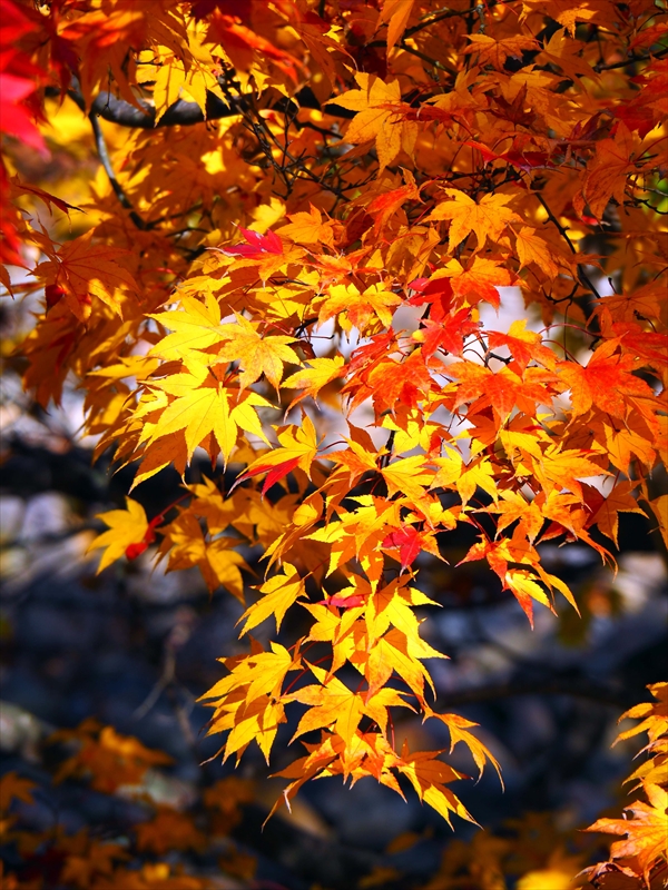 1099_弘前公園_青森