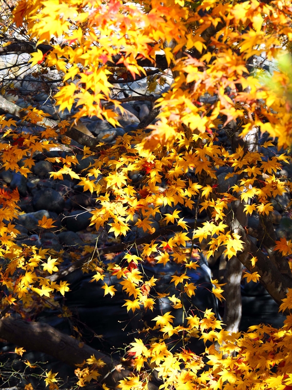 1100_弘前公園_青森