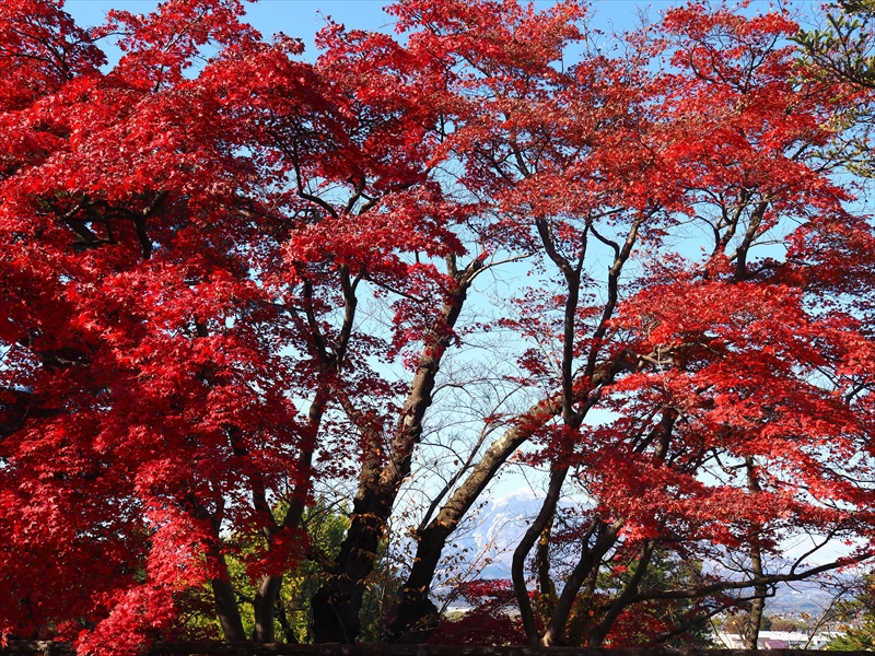 1104_弘前公園_青森
