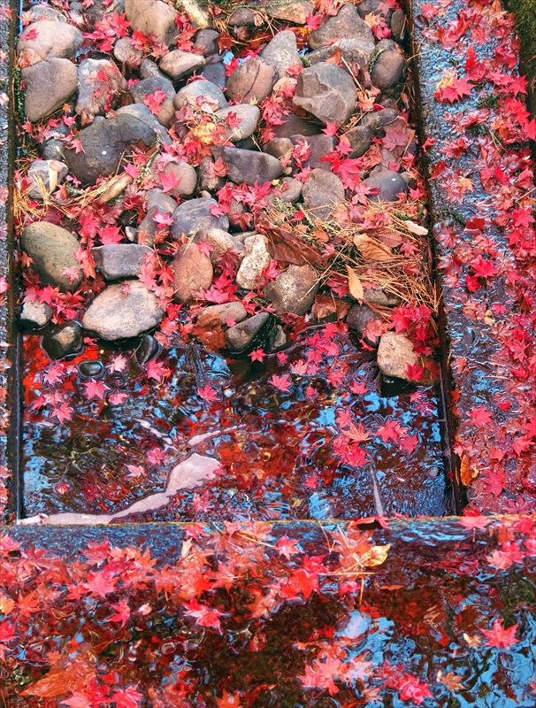 1107_弘前公園_青森