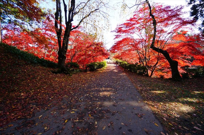 1110_弘前公園_青森