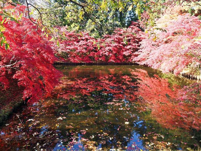 1113_弘前公園_青森