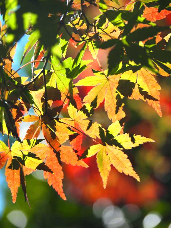 1156__横浜市新羽町_神奈川