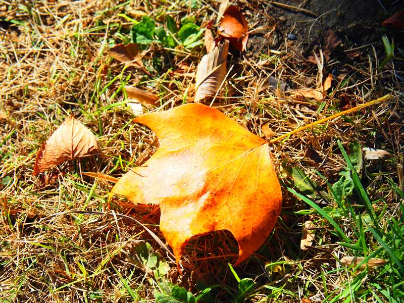 1158__横浜市新羽町_神奈川