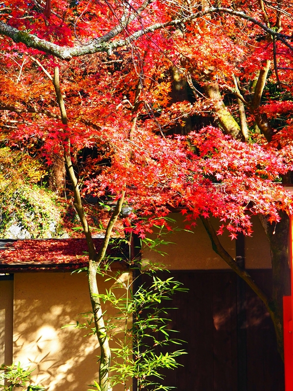 1070_洛東 今熊野観音寺_京都
