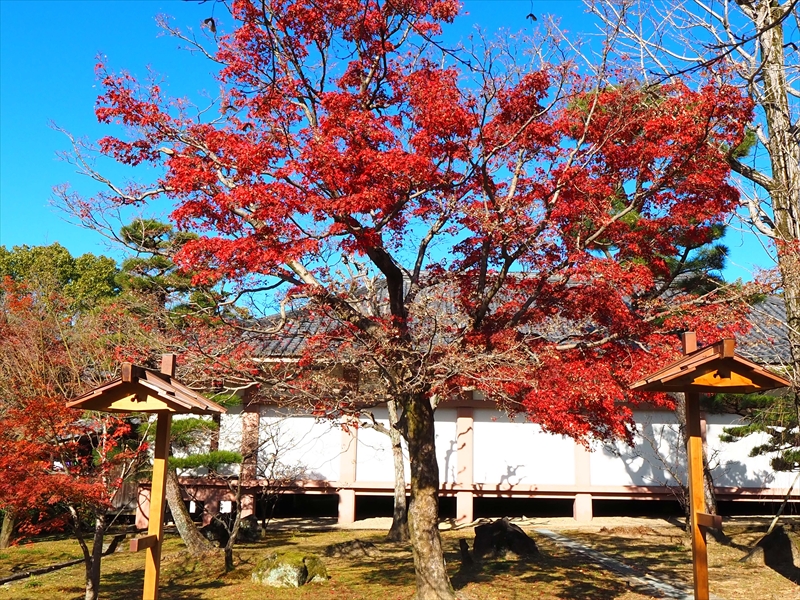 1031_洛東 智積院_京都