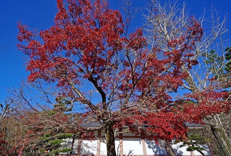 1034_洛東 智積院_京都