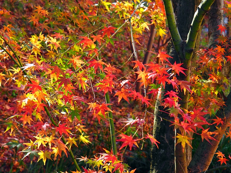 1038_洛東 智積院_京都