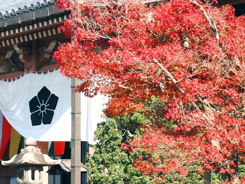 1040_洛東 智積院_京都