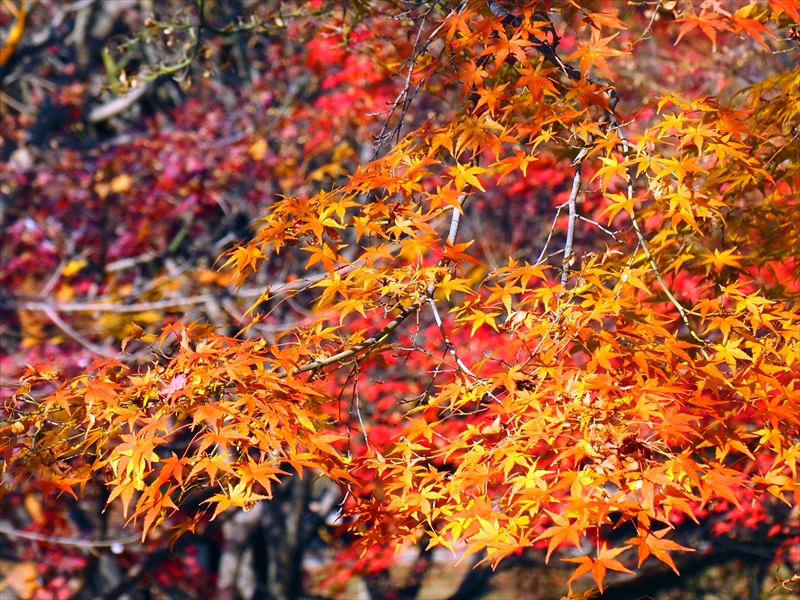 1041_洛東 智積院_京都