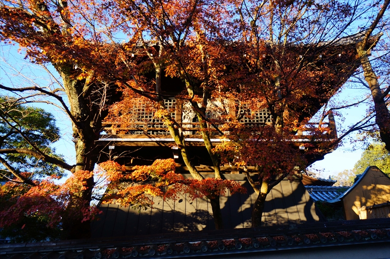 1044_洛東 智積院_京都