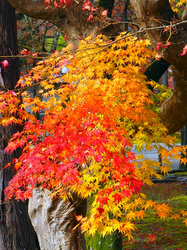1113_洛東 南禅寺_京都
