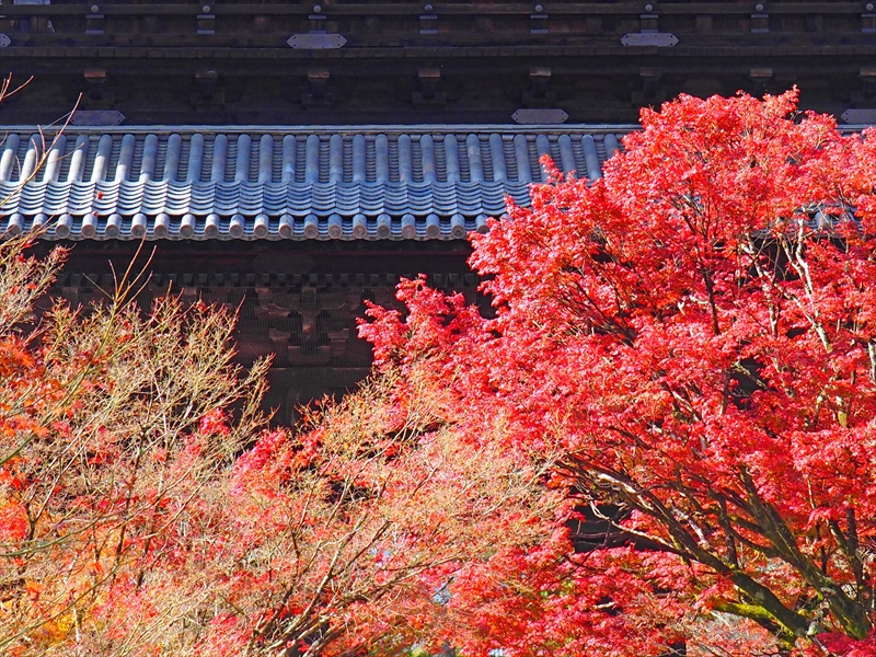 1115_洛東 南禅寺_京都
