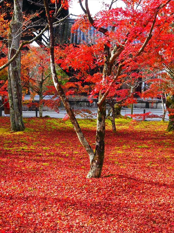 1121_洛東 南禅寺_京都