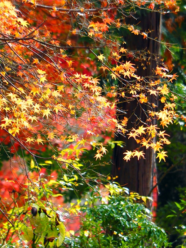 1127_洛東 南禅寺_京都