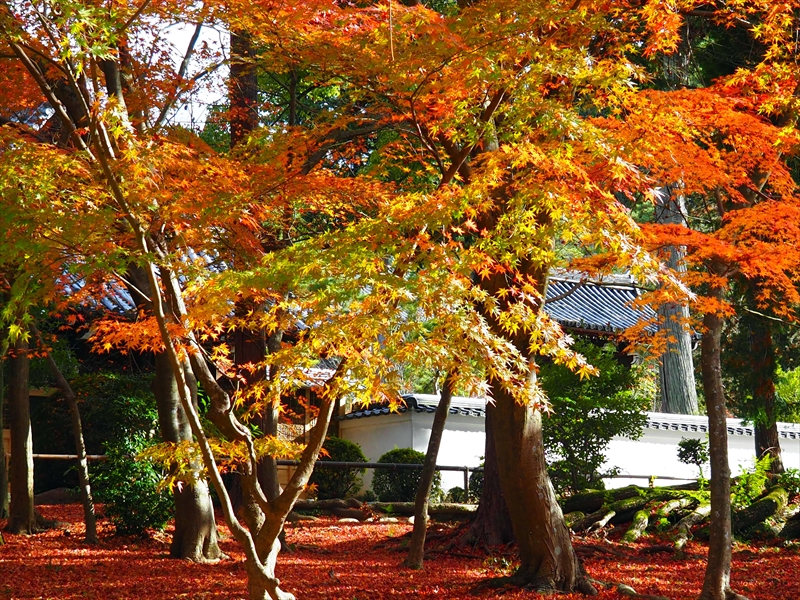 1128_洛東 南禅寺_京都