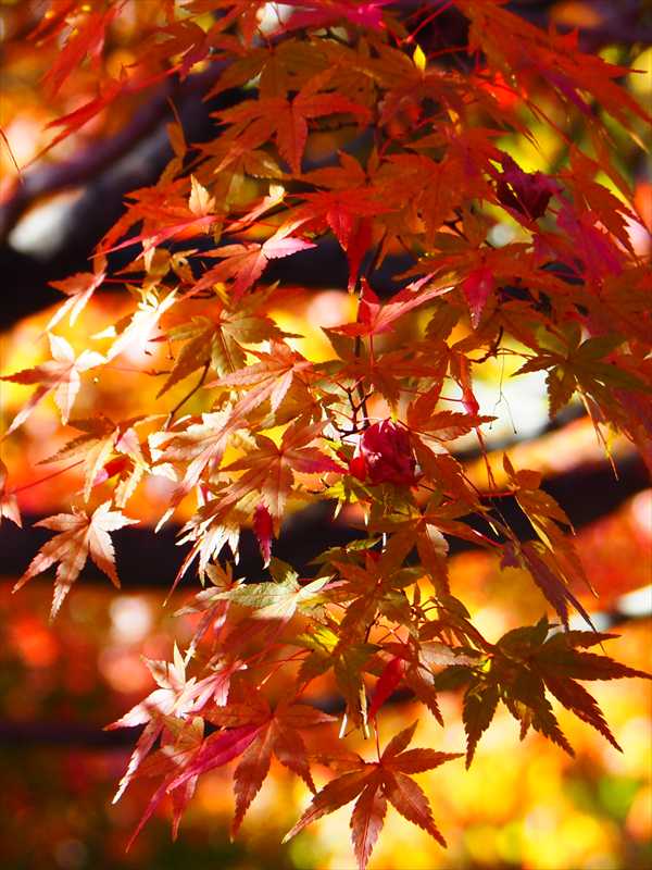 1159__横浜市新羽町_神奈川