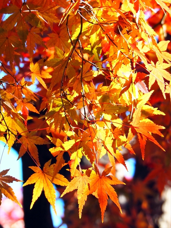 1160__横浜市新羽町_神奈川