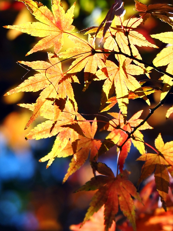 1169_横浜市新羽町_神奈川