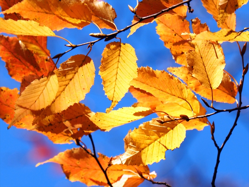 1167__横浜市新羽町_神奈川