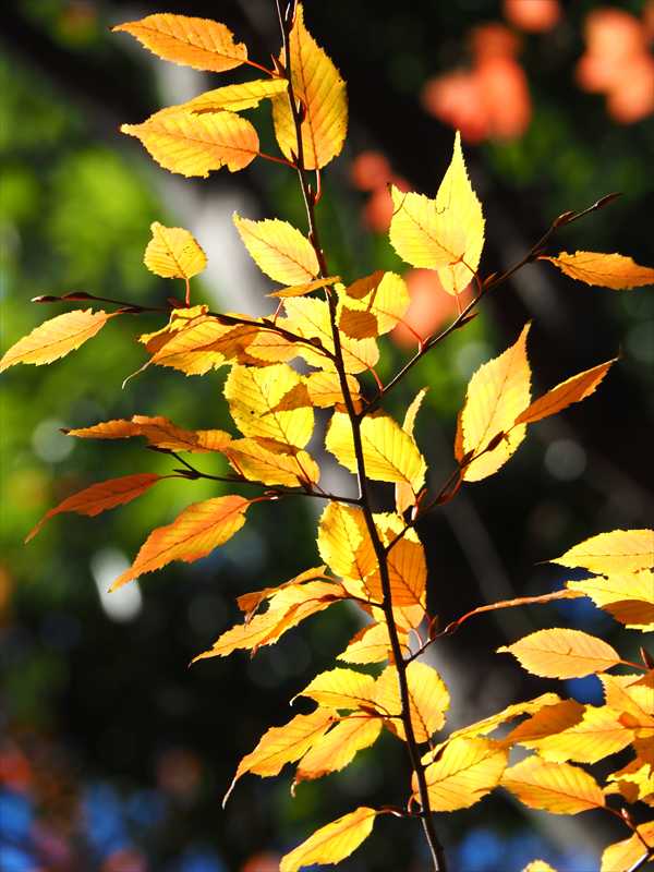 1168__横浜市新羽町_神奈川