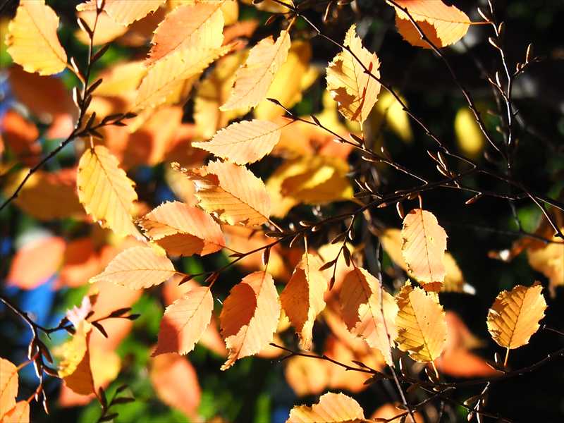 1169__横浜市新羽町_神奈川