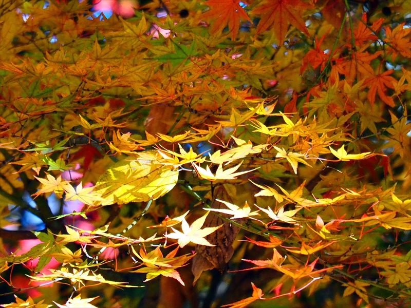 1170__横浜市新羽町_神奈川