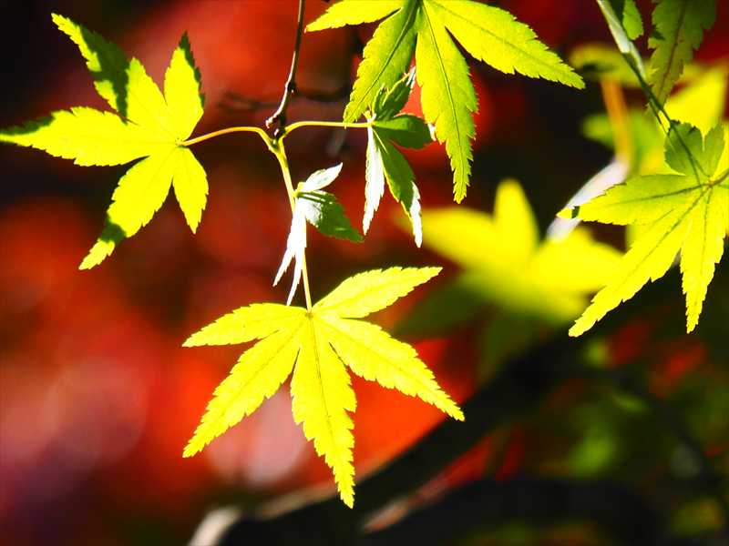 1174__横浜市新羽町_神奈川