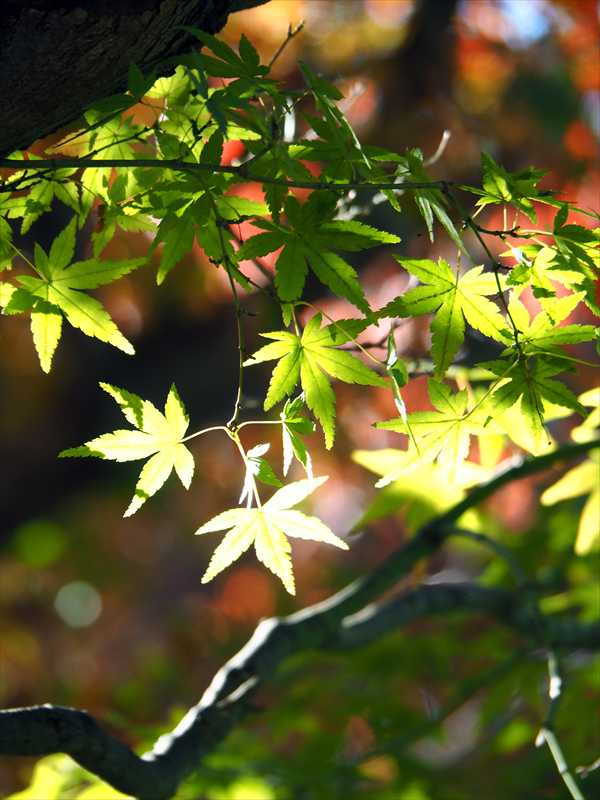 1175__横浜市新羽町_神奈川