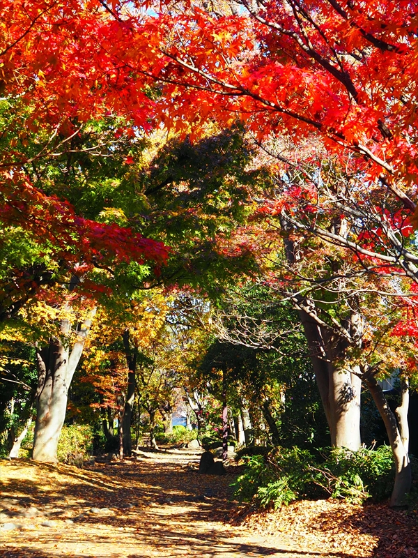 1176__横浜市新羽町_神奈川