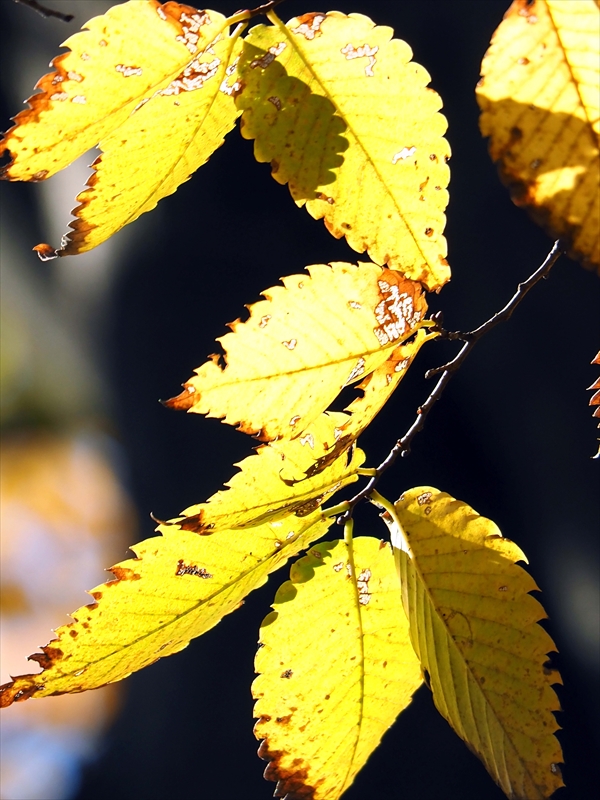 1179__横浜市新羽町_神奈川