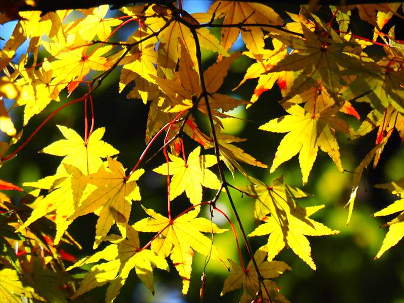 1180__横浜市新羽町_神奈川