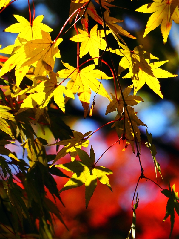 1181__横浜市新羽町_神奈川