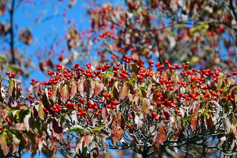 1184__横浜市新羽町_神奈川