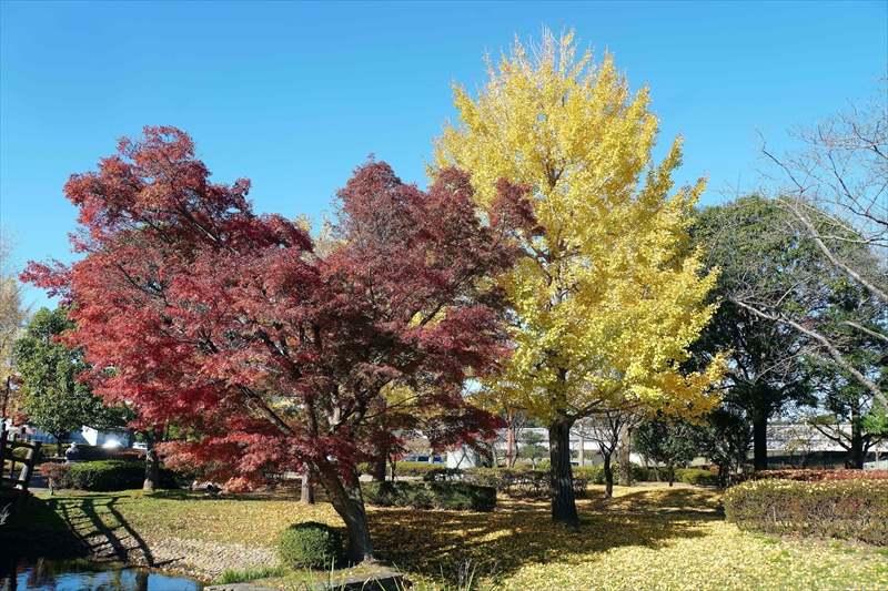 1025_偕楽園_茨城