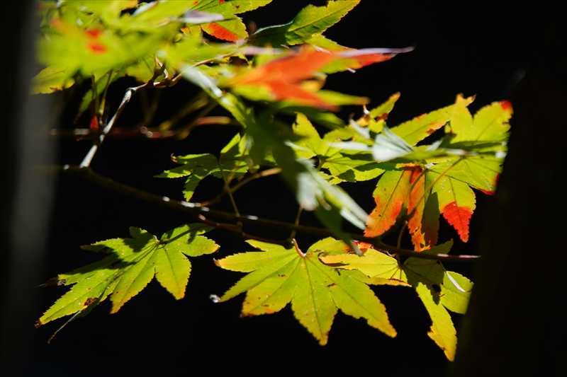 1040_偕楽園_茨城