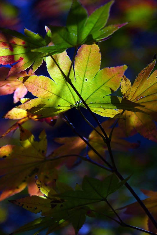 1044_偕楽園_茨城