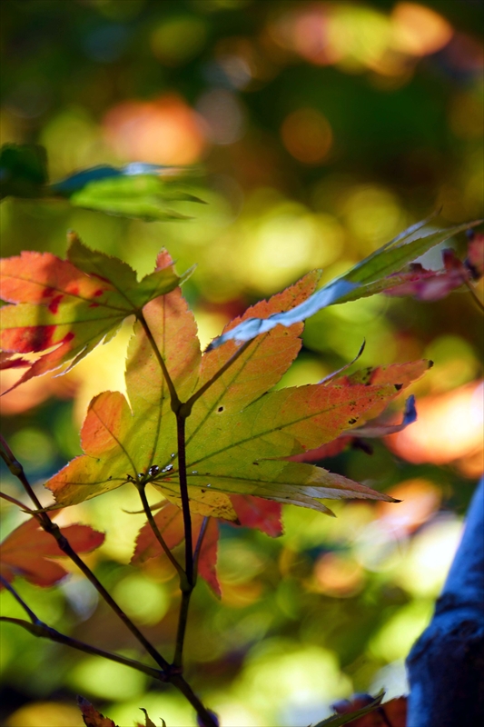 1047_偕楽園_茨城