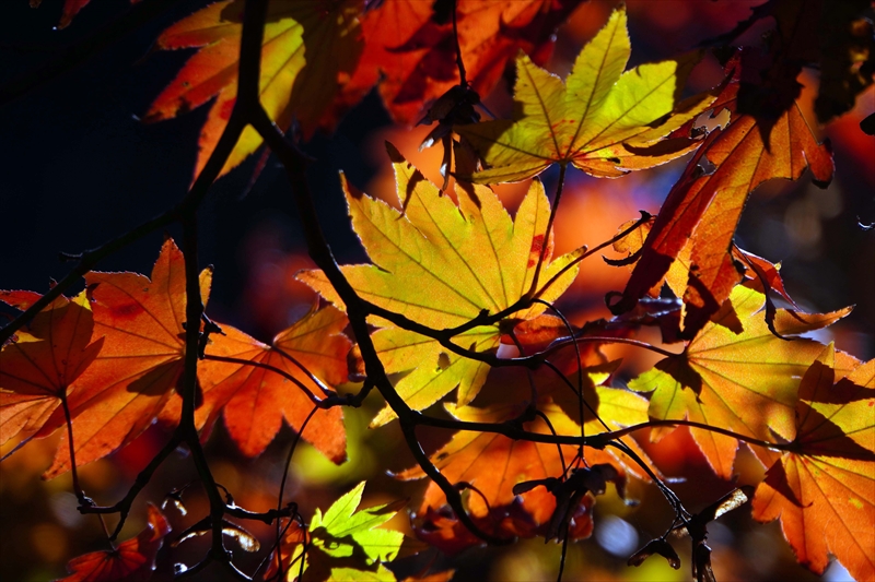 1048_偕楽園_茨城