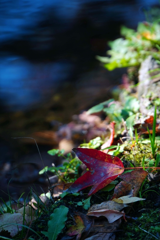 1049_偕楽園_茨城