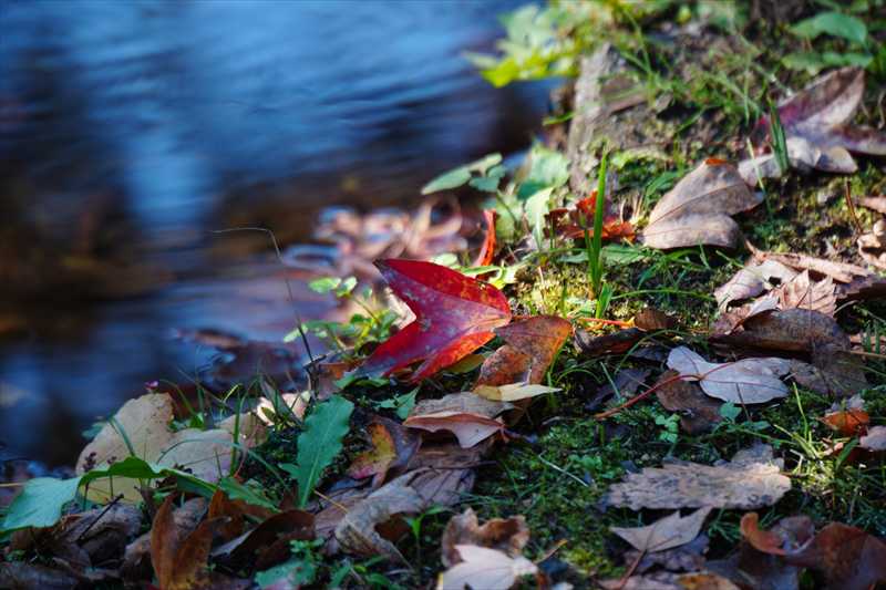 1051_偕楽園_茨城