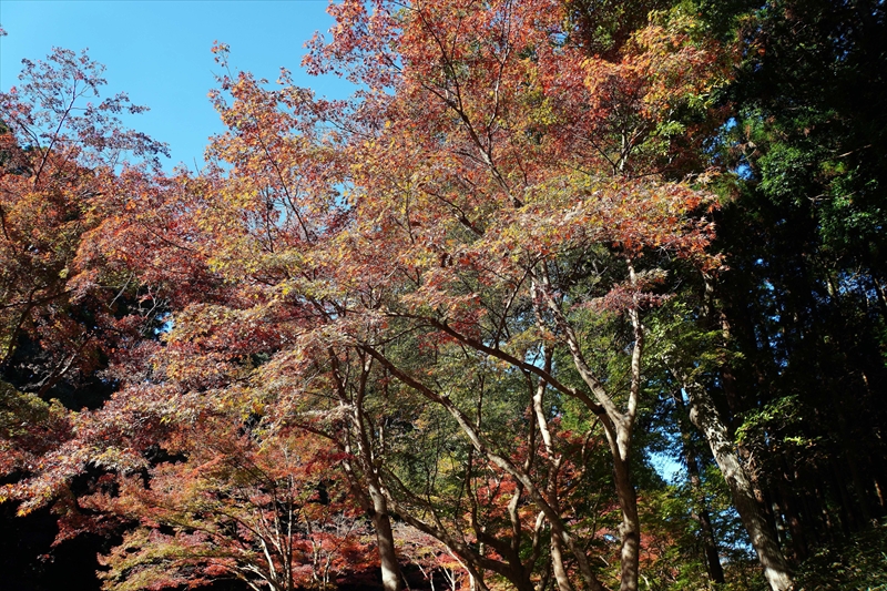 1052_偕楽園_茨城