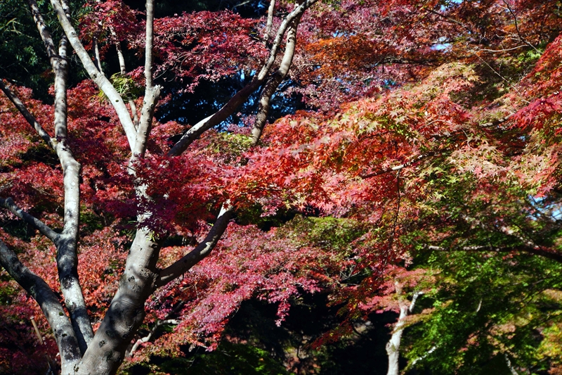 1053_偕楽園_茨城