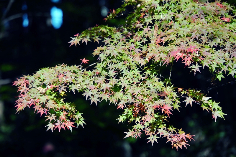 1054_偕楽園_茨城